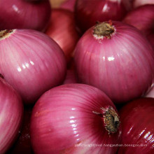 Fresh agricultural product fresh onion red for farm